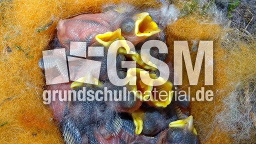 08_Blaumeise_ 2_Mai.jpg